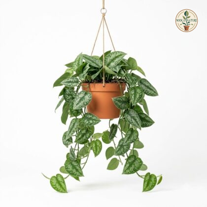 Scindapsus_hanging_in_pot_202609071237