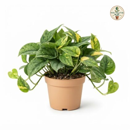 Scindapsus_plant_in_nursery_pot_202609071237