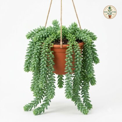 Sedum_hanging_in_pot_202609071237