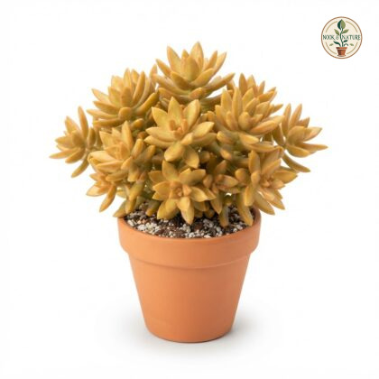 Sedum_nussbaumerianum_in_nursery…_202609071237