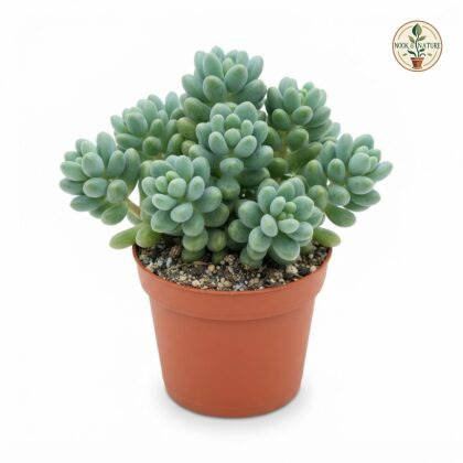 Sedum_treleasei_plant_in_pot_202609071237