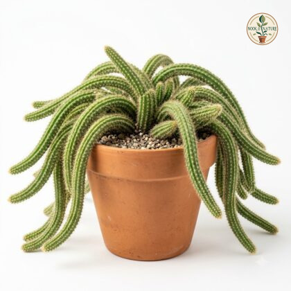 Snake_Cactus_Pitayita_in_pot_202609071237