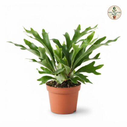 Staghorn_fern_in_nursery_pot_202609071237