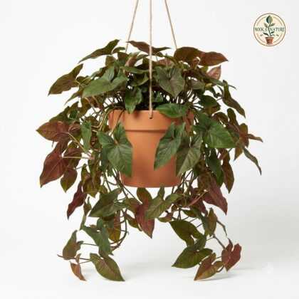 Syngonium_Erythrophyllum_plant_h…_202609071237