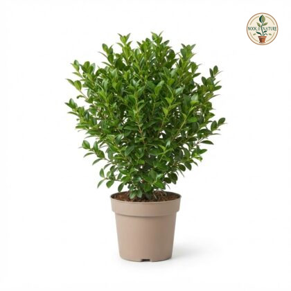 Syzygium_buxifolium_plant_in_pot_202609071237