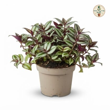 Tradescantia_Zebrina_in_pot_202609071237