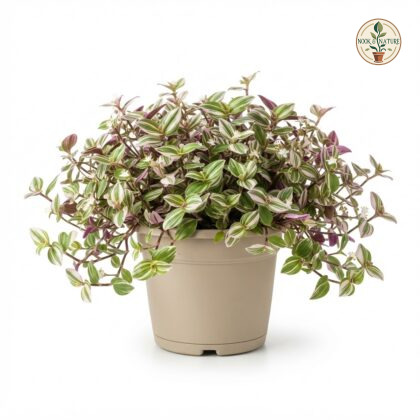 Tradescantia_fluminensis_plant_i…_202609071237