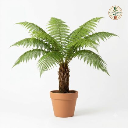 Tree_fern_in_nursery_pot_202609071237