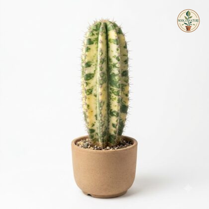 Variegated_Cereus_cactus_in_pot_202609071237