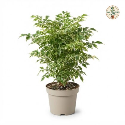 Variegated_Chinadoll_plant_in_pot_202609071237