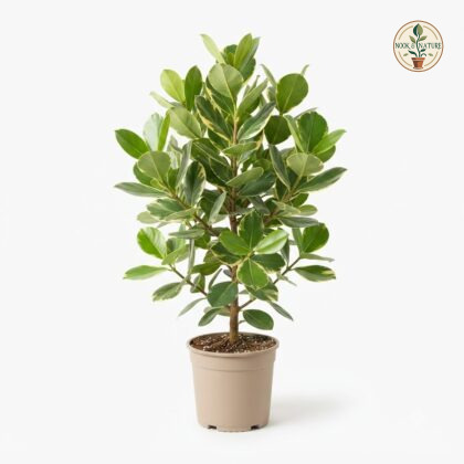 Variegated_Clusia_Rose_plant_por…_202609071237