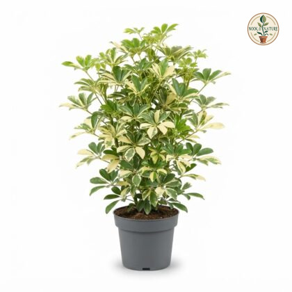 Variegated_Schefflera_plant_in_pot_202609071237