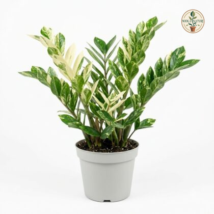 Variegated_Zamioculcas_plant_in_pot_202609071237