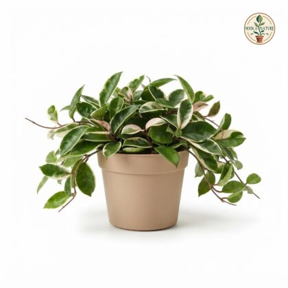 Variegated_hoya_plant_in_pot_202609071237