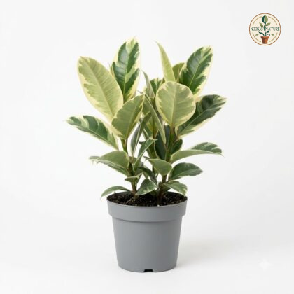 Variegated_rubber_plant_photography_202609071237