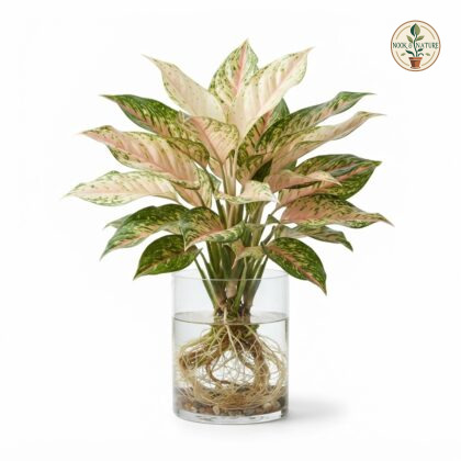Watering_Aglaonema_Beauty_plant_202609071237