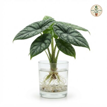 Watering_Alocasia_Melo_plant_202609071237