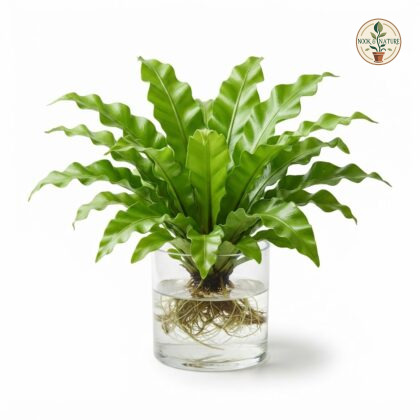 Watering_Asplenium_Nidus_plant_202609071237