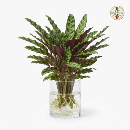 Watering_Calathea_Insignis_plant_202609071237_2