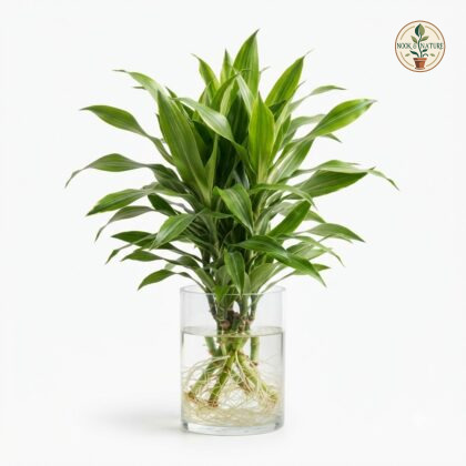 Watering_Dracaena_plant_202609071237