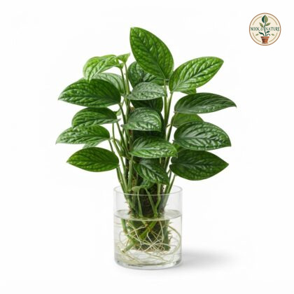 Watering_Monstera_Peru_plant_202609071237