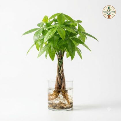 Watering_Pachira_money_plant_tree_202609071237