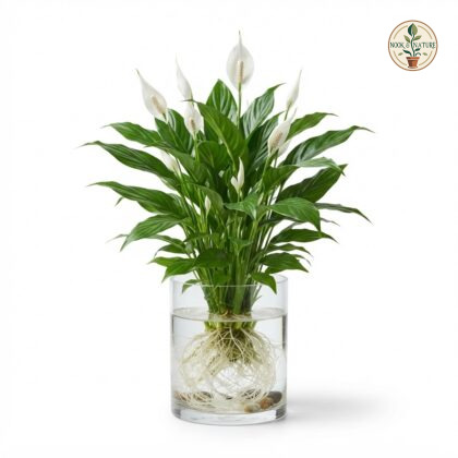 Watering_Spathiphyllum_plant_in_…_202609071237
