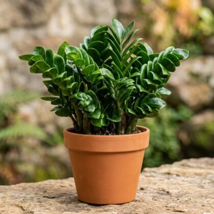 Zamioculcas Zenzi