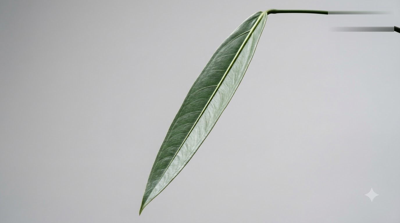 Anthurium acanthospadix - Image 20