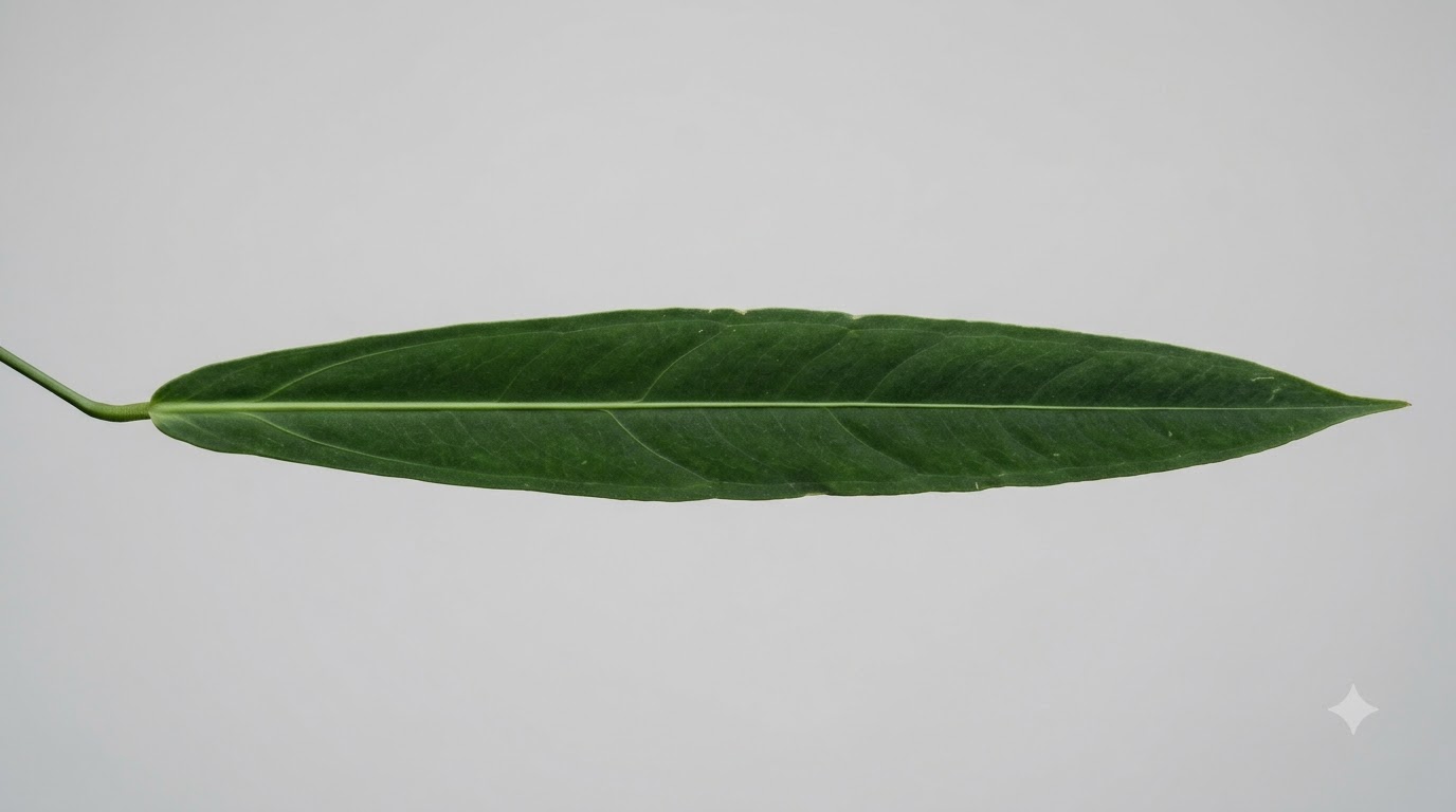 Anthurium acanthospadix long, narrow green leaf against a plain background.