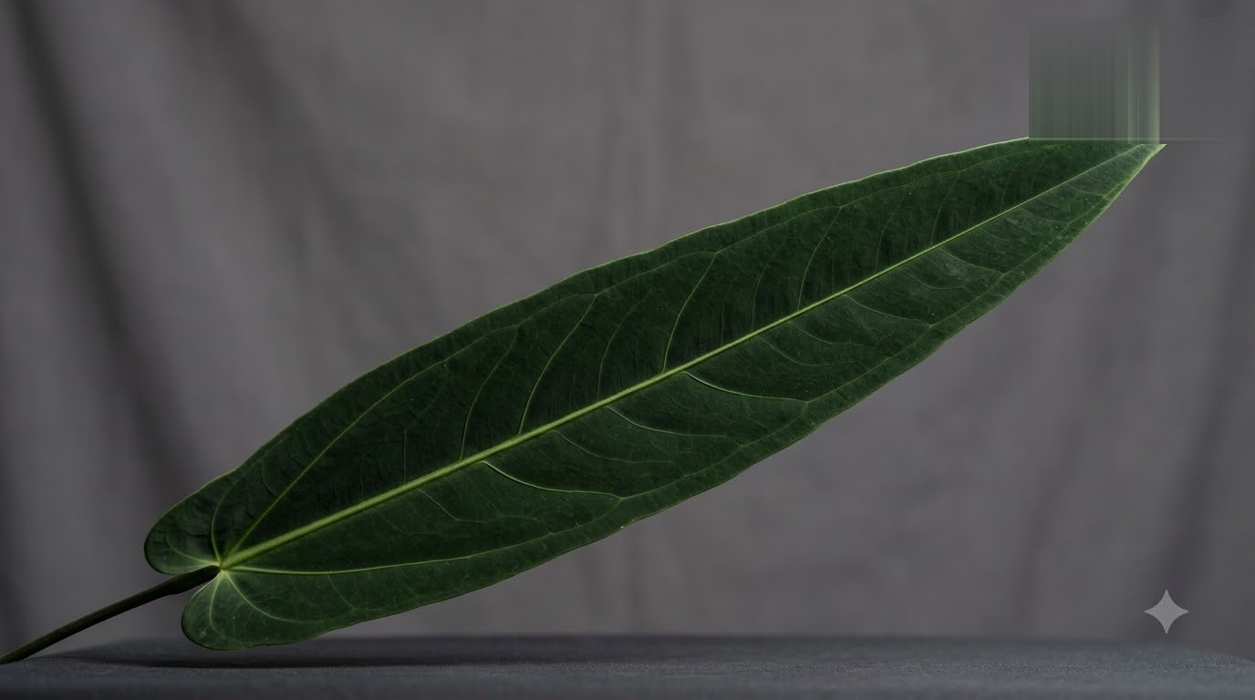 Anthurium acanthospadix - Image 22