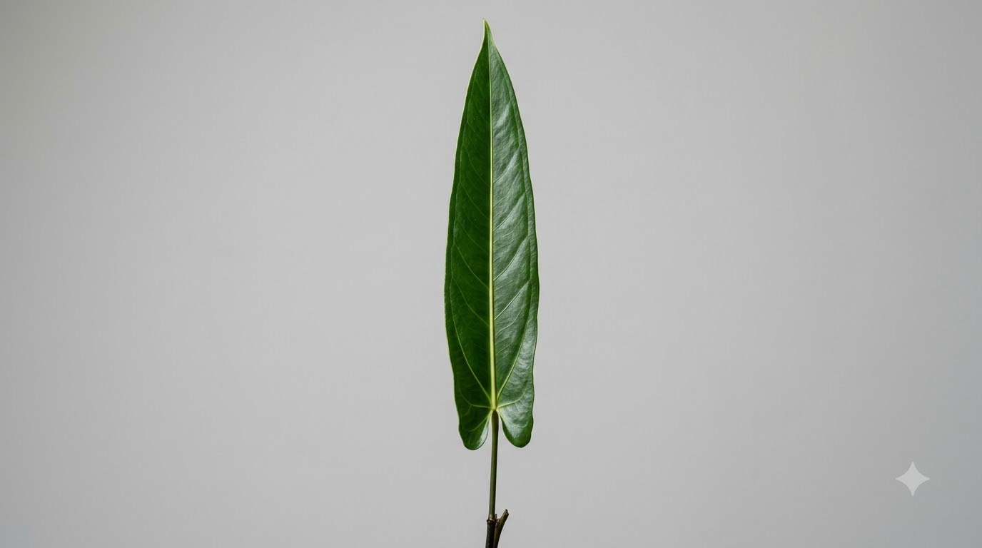 Anthurium acanthospadix - Image 26
