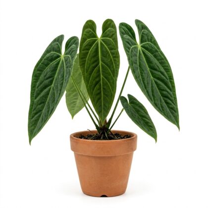 Anthurium acebeyae