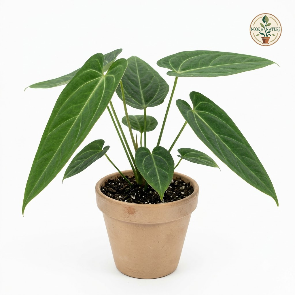Potted Anthurium achupallense with velvety, dark green leaves in a clay pot against a white background.