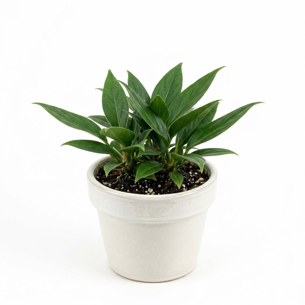 Anthurium aciculare