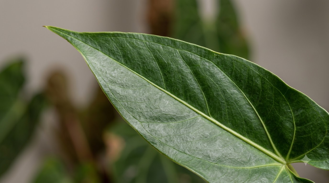 Anthurium acutangulum - Image 13