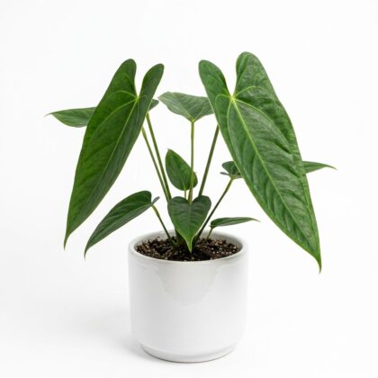 Anthurium acutangulum