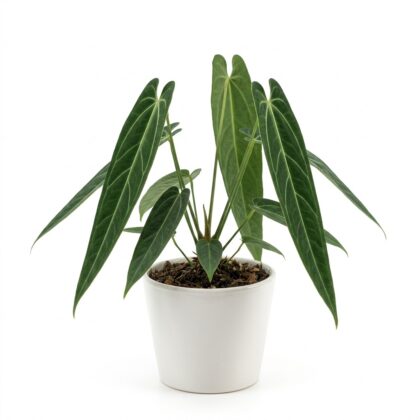 Anthurium acutum