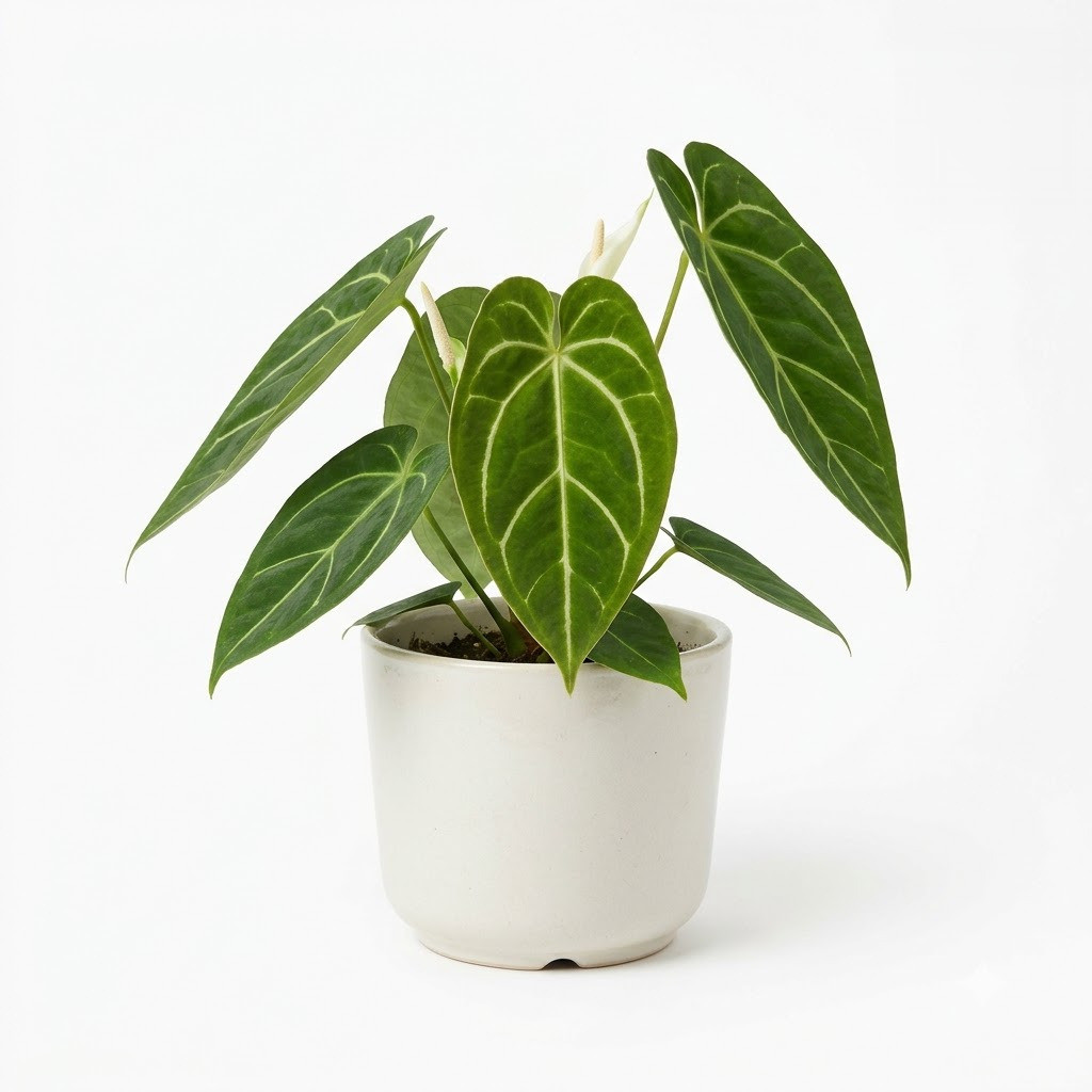 Anthurium albispatha in a white pot against a white background