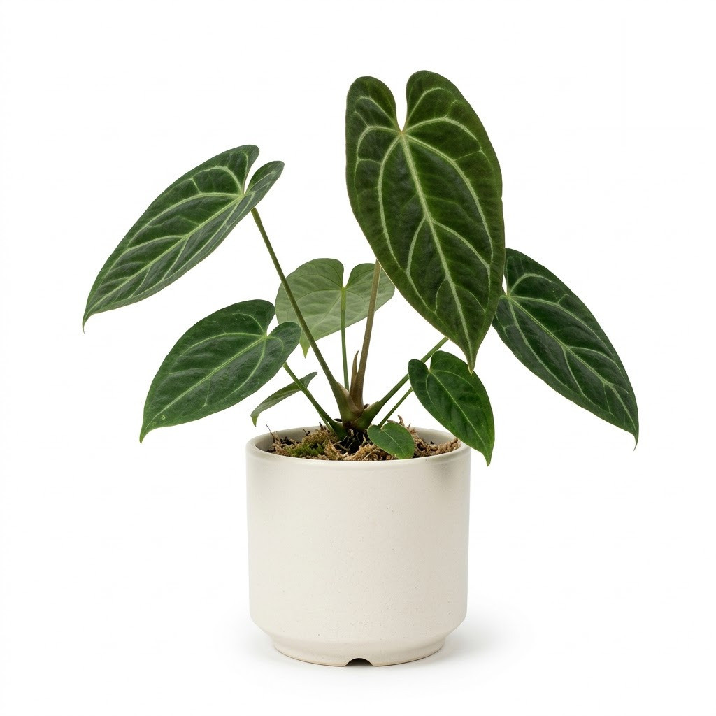 Anthurium albovirescens with dark green, velvety leaves and prominent pale veins in a white pot.