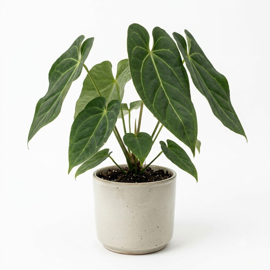 Anthurium albovirescens with large velvety leaves in a ceramic pot against a white background.