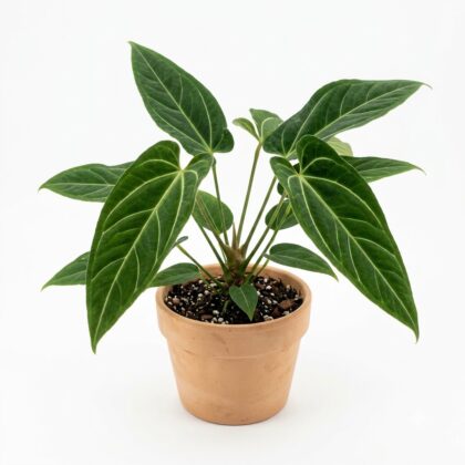 Anthurium alcogolloi