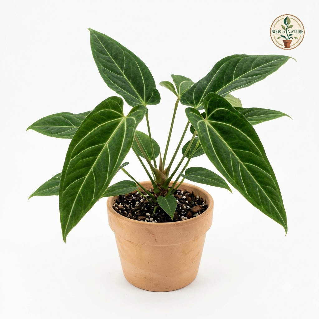 Anthurium alcogolloi in a terracotta pot against a white background.