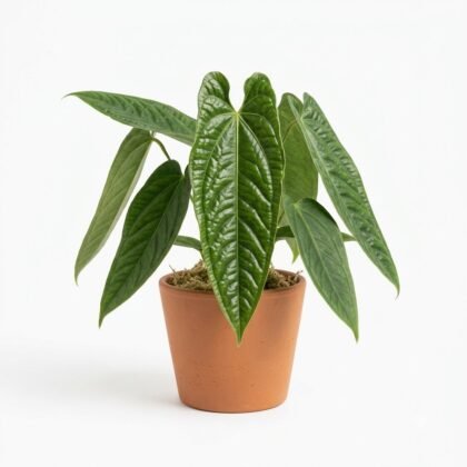 Anthurium alfaroi