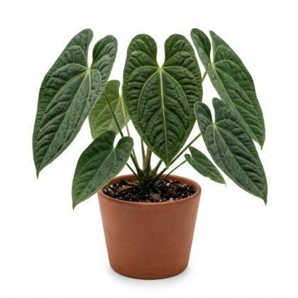 Anthurium alstonii