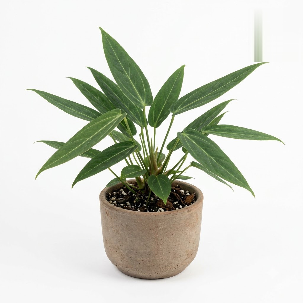 Anthurium amnicola plant in a round ceramic pot with pointed green leaves.