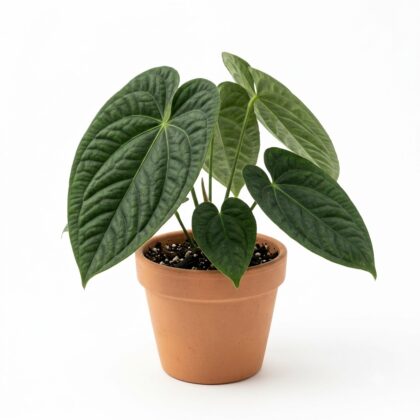 Anthurium ancuashii
