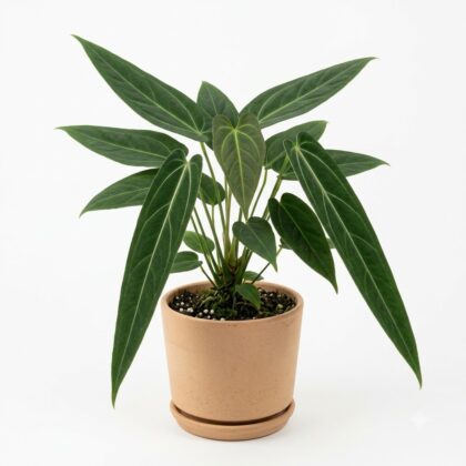 Anthurium angosturense
