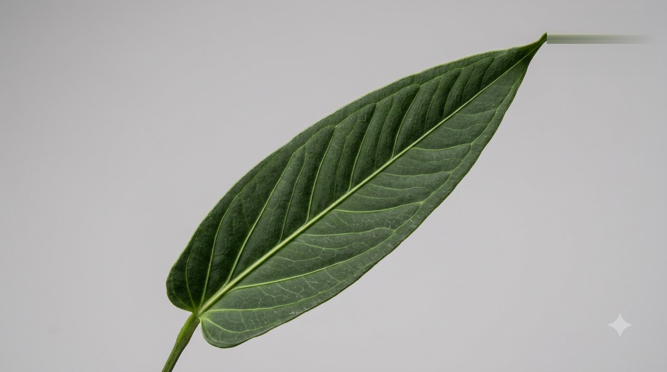Anthurium angustatum - Image 6