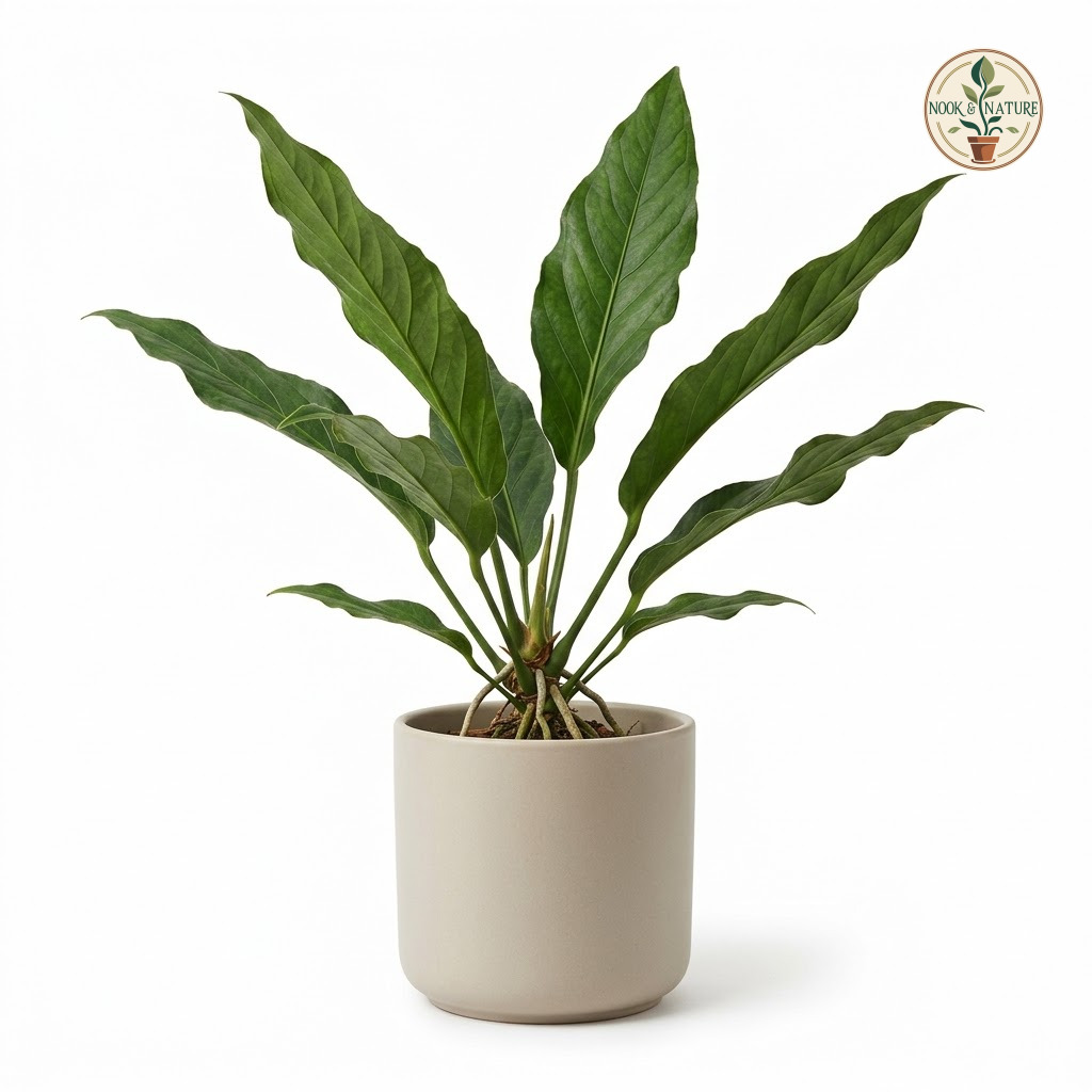 Anthurium angustatum plant with long green leaves in a grey pot against a white background.